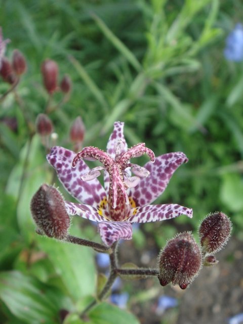 Tricyrtis hirta fleur